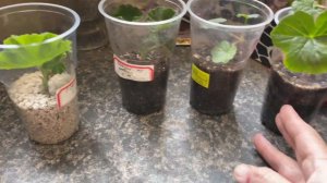 Подвожу промежуточный итог по укоренению Герани в горизонтальном положении и вермикулите, и перлите