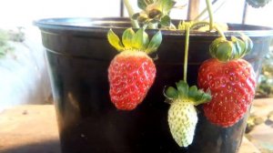 Клубника в горшках зимой на 45 день!