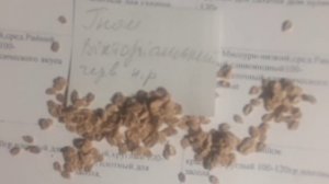 Victorian Dwarf Tomato#томат гном Вікторіанський