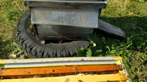 СКОЛЬКО МЕДА ПРИНЕС ПЧЕЛОПАКЕТ ЗА СЕЗОН | ВЫГОДНО ЛИ ДЕРЖАТЬ ПЧЕЛ | Пчеловодство для начинающих