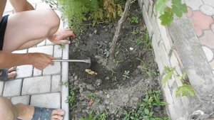 СУПЕР СРЕДСТВО ДЛЯ БОРЬБЫ С ХЛОРОЗОМ ВИНОГРАДА БЕЗ ОПРЫСКИВАНИЯ