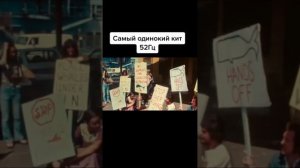 Самый одинокий кит 52 Гц