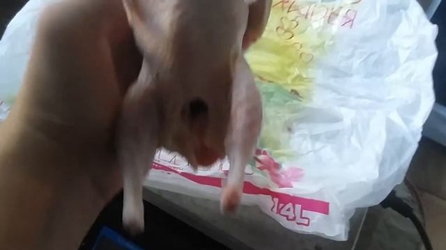Мясо перепелов. Вес тушки 45 дней.