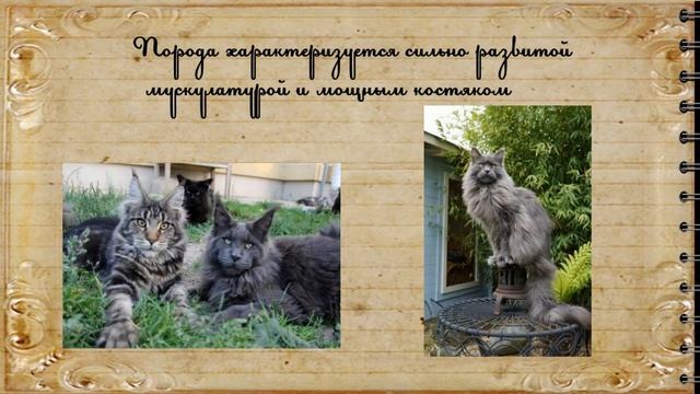 Мейн кун. Описание породы мейн кун.