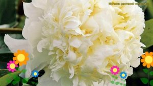 Пион молочноцветковый Чарльз Вайт. Краткий обзор, описание paeonia lactiflora Charlies White