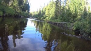 За хариусом в тайгу Республики Коми/дикая природа, отличный улов!Fishing for grayling!