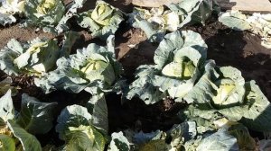 СИЛЬНЫЕ ЗАМОРОЗКИ. ВСЁ ЗАМЁРЗЛО.  УБИРАЮ ОГОРОД. ЗАСОЛКА КАПУСТЫ.