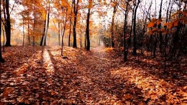 Осень, листопад, видео осень листопад, осень природа