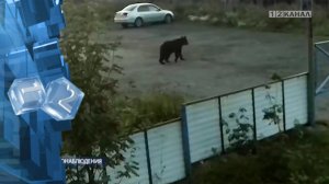 В Березовском на территории лыжной базы был замечен медведь.mp4
