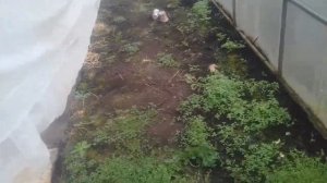 Деревенские будни/ Железный купорос для теплицы и сада