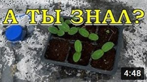 Выращиваем огурчики НА ПЛЁНКЕ???