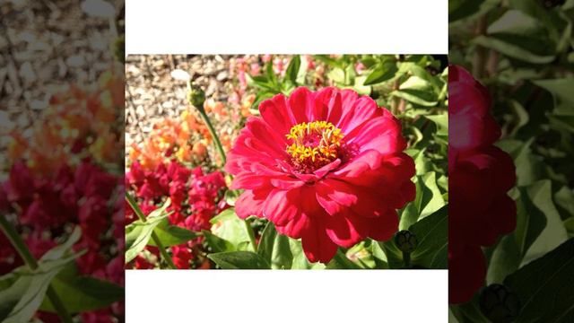 Прекрасная и романтичная, нежная и колючая, но всегда такая желанная. смотреть онлайн