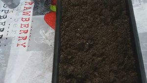 Как пикировать рассаду петунии. Первая пикировка рассады петунии