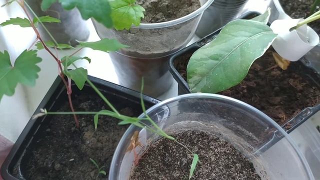 #виноградизкосточки Виноград из косточки. Три месяца с момента прорастания семечка. смотреть онлайн