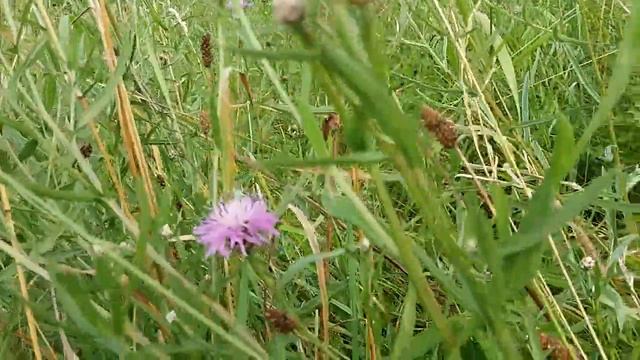 Лугова волошка - лікарська рослина ! смотреть онлайн