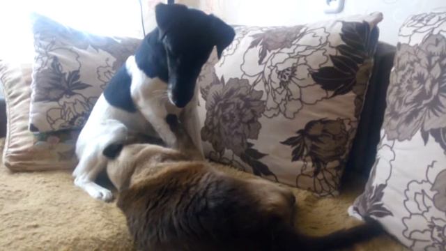 Добрый фокстерьер и злая кошка смотреть онлайн