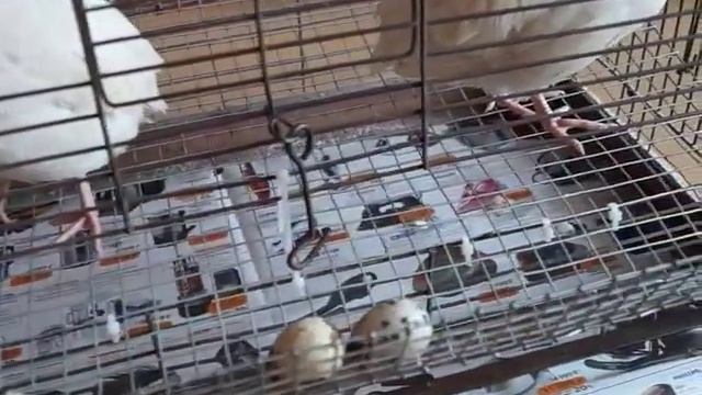 Клетка для перепелов. Переделка из старой клетки для птиц. смотреть онлайн