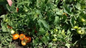 Томат Ласковый Миша F1