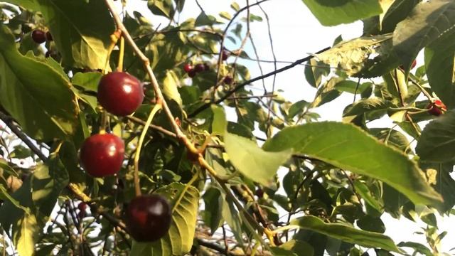 ЗБИРАЄМО ЧОРНИЦЮ?. ПОХІД ДО ЛІСУ. ?ПЕЧЕМО ПИРОГИ. ЛІТО У САМОМУ РОЗПАЛІ.? смотреть онлайн