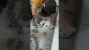 Как Успакоить Кошку При Течке