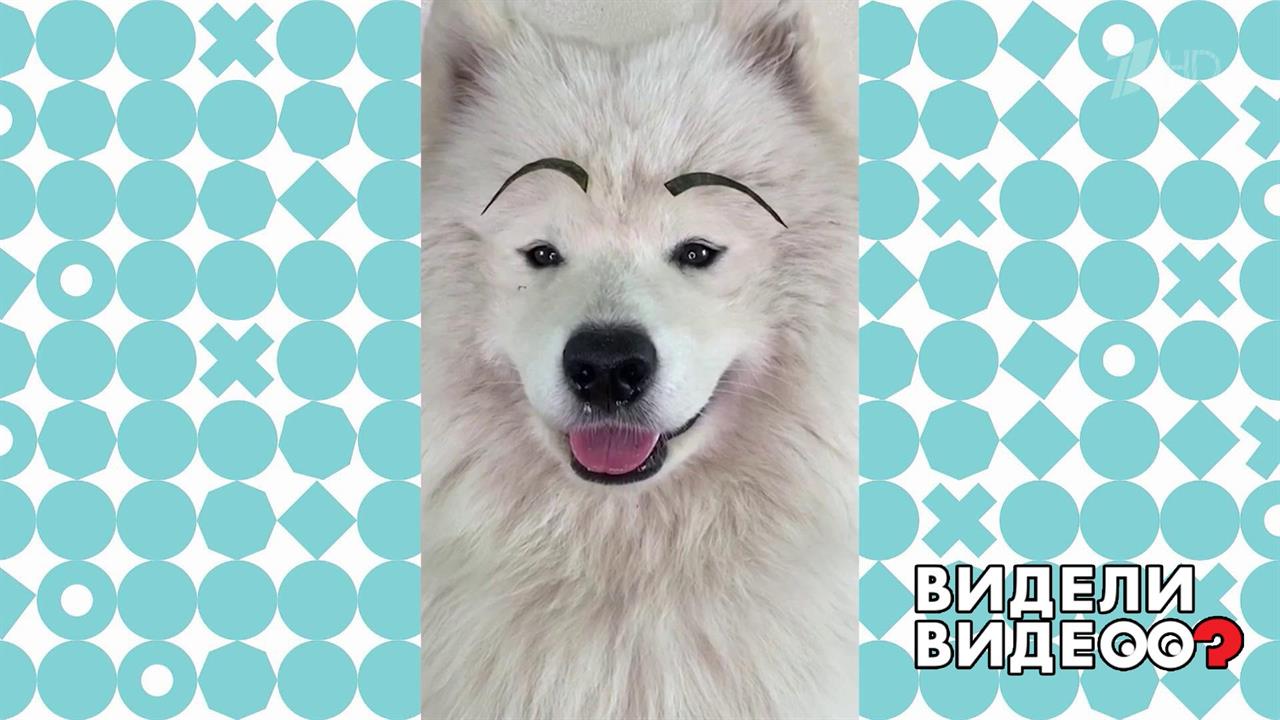 Самоед наводит красоту. Видели видео? Фрагмент выпуска от 06.09.2020