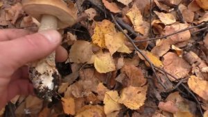 ЧУДО ПРИРОДЫ! УДИВИТЕЛЬНЫЙ ЛЕС и БЕЛЫЕ ГРИБЫ! Только зашёл в лес а там КРАСОТА!