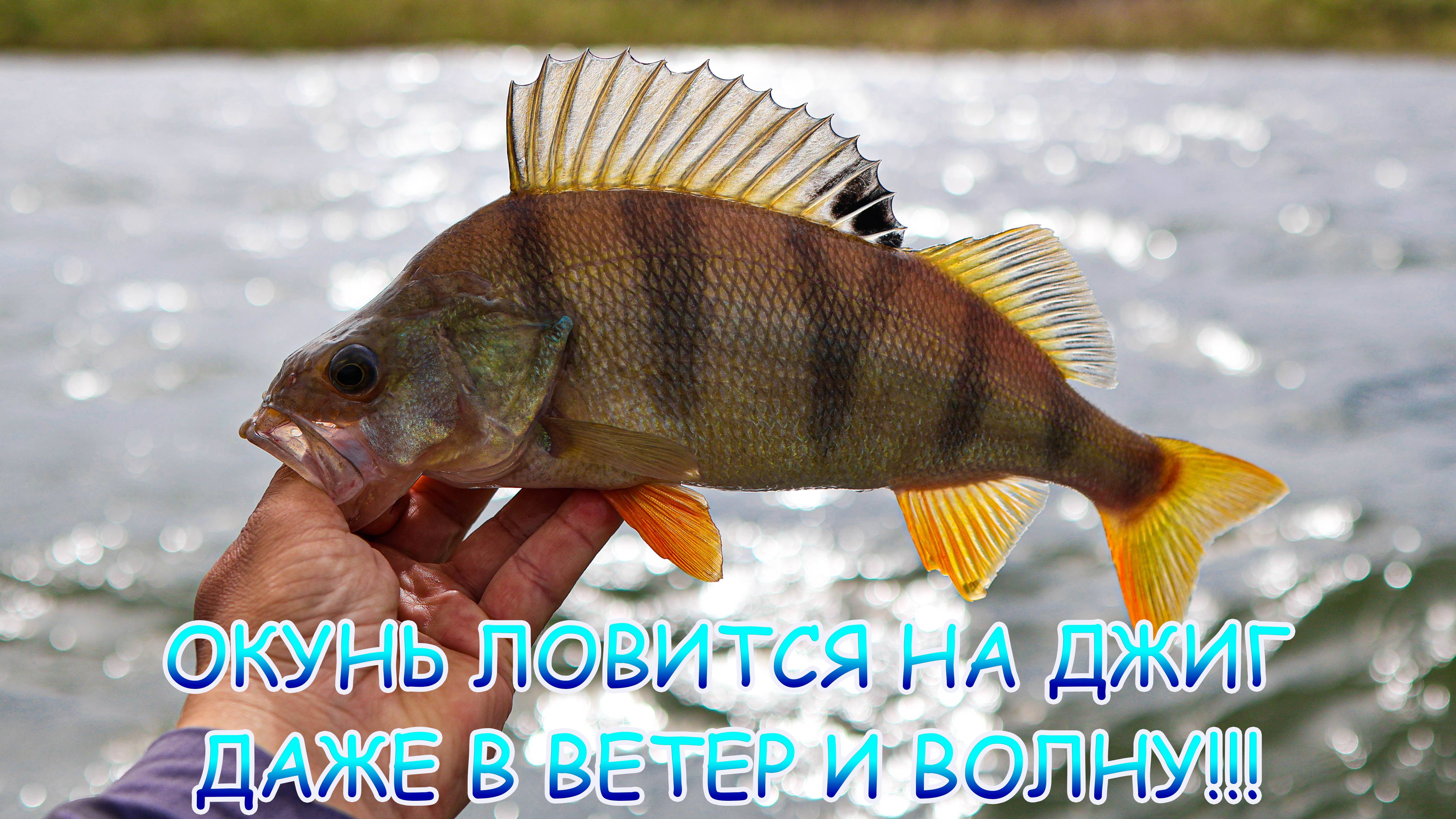 ОКУНЬ ловится на ДЖИГ даже в ветер и волну!!! Джиг с лодки!