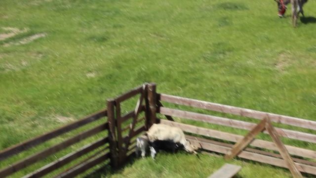 Венгрия. Шюмег.  Домашние животные замка Шюмег.