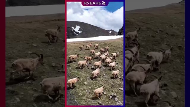 Кавказские туры бегут по своим делам и по Красной Поляне