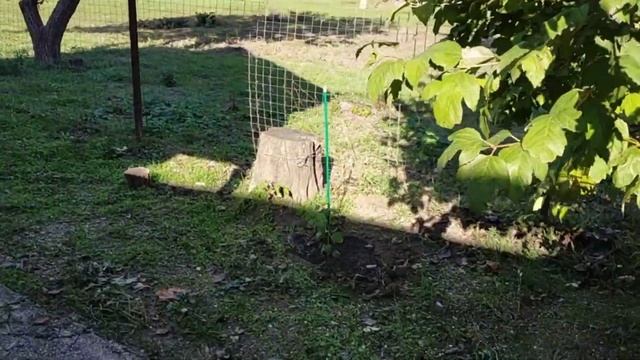 #482СУББОТНИЕ ДЕЛА/РАССАДИЛА ГИБИСКУС/ЖИЗНЬ НА ЮГЕ смотреть онлайн