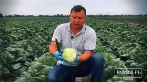 Обзор капуст от Seminis   Рапидион F1 и Пандион F1