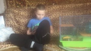как приручить хомяка к рукам