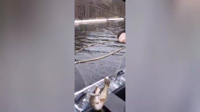 Десногорское водохронилище, вода ушла, форель пришла!!!) 👍👍👍🐟