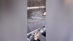 Десногорское водохронилище, вода ушла, форель пришла!!!) 👍👍👍🐟