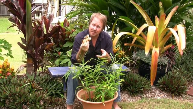 Vegetable Gardening: Growing Edible Ginger - How to grow ginger смотреть онлайн