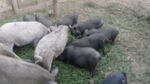 Как перевести свиней!) и продажа вьетнамских поросят...