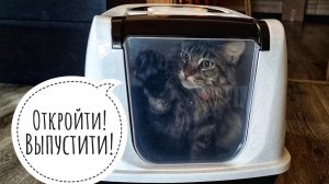 Кошка Морошка решает очень сложную тактическую задачу: как выбраться из туалета?