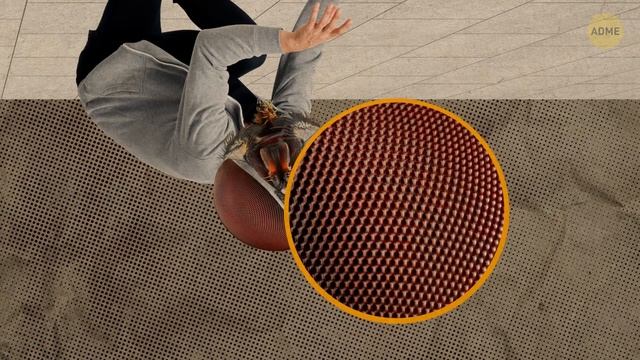 Что, если бы у вас были глаза животного (вы могли бы заглянуть себе в ухо!) смотреть онлайн