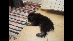 Тоби всегда с теми кто ест :)