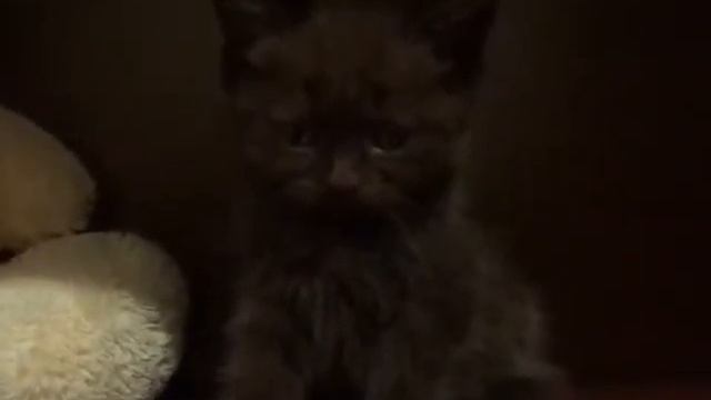 шотландская прямоухая смотреть онлайн