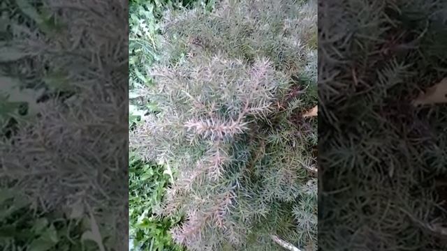 Cryptomeria japonica 'elegans' Taxodiacées-Cryptoméria du Japon