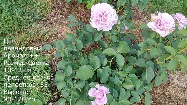 Роза Лав Сонг. Сезон 2021. Непрерывное цветение смотреть онлайн