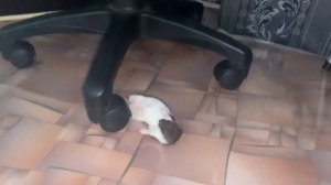 Ну очень милая домашняя ласка (cute weasel, mustela nivalis)