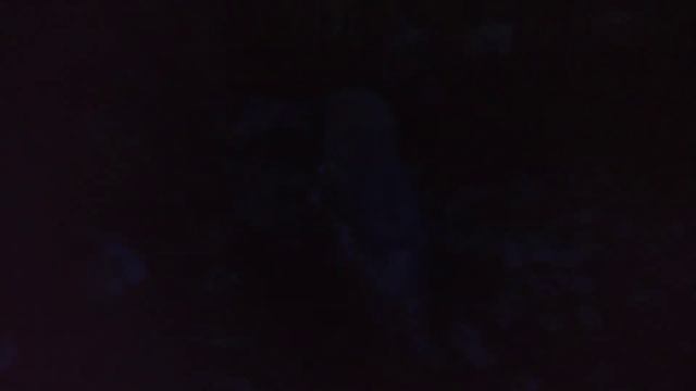 Московский зоопарк. Полярные совы. Moscow Zoo смотреть онлайн