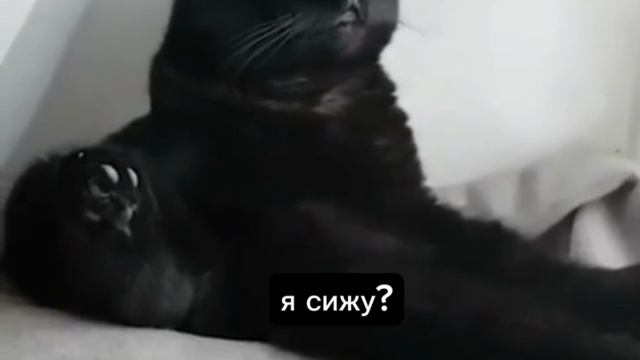 Позитивчик смешное видео животные