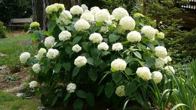 Гортензия Хайес Старберст — описание сорта, посадка и уход смотреть онлайн