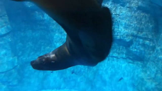 Морское чудо - Океанариум. г.Владивосток. смотреть онлайн