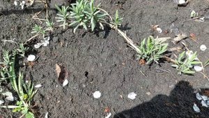 Размножение лаванды черенками