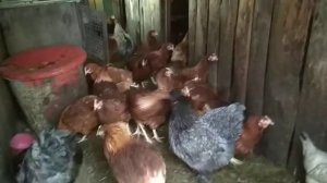 КУРЫ ЛОМАН БРАУН.  БРАУН НИК
