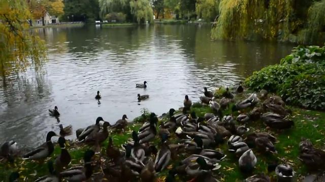 2015.10.Австрия. Баден. Кормление уток на пруду Доблхоффпарка смотреть онлайн